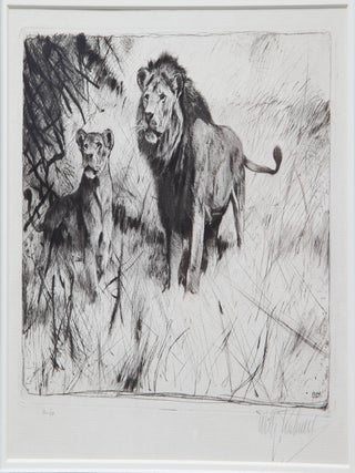 Lion and Lioness