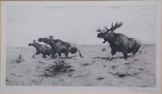 Fleeing Moose