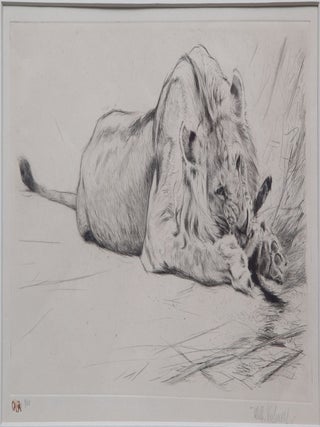 Lion eating