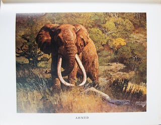 Classic African Animals: The Big Five