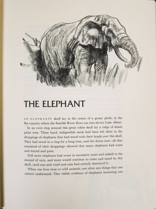 Classic African Animals: The Big Five