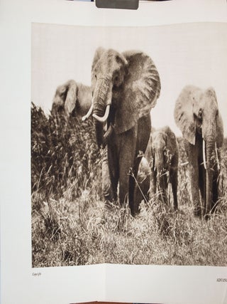 Stalking Big Game With a Camera in Equatorial Africa