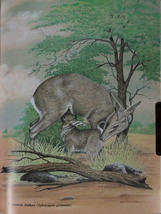 Duikers of Africa